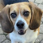 Cheryl Baird - @brodie.a_dow_beagle - Instagram