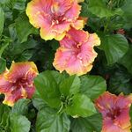 Cheryl Baird Niemeyer - @niemeyercheryl - Instagram