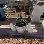 Cheryl Snow-Baird - @cherylsnowbaird - Instagram
