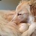 Cheryl Balcom - Facebook