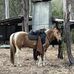 Cheryl Balcomb - Facebook