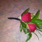 Cheryl Bales - Facebook