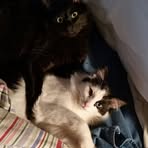 Cheryl Bales - Facebook
