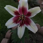 Cheryl Barry - @dark_berry81 - Instagram