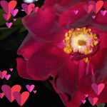 Cheryl Barry - @cheryl8791 - Instagram