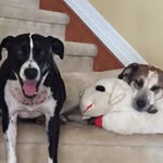 Cheryl Bauer - @10dogslater - Instagram