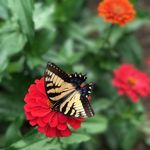 Cheryl Bergeron - @tincefarms - Instagram
