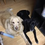 Cheryl Bernstein - @cheryl.bernstein.146 - Instagram