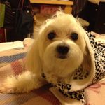 Cheryl Cheng - @cheryl_bobo_cheng - Instagram