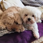 Cheryl Bodenham - @cherylbodenham - Instagram