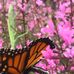 Cheryl Bollinger - Facebook
