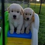 Cheryl Bollinger - @cheryl.bollinger1 - Instagram