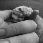 Cheryl Bond - @long_island_cats_in_need - Instagram