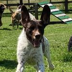 Cheryl bond - @coopers.kennels - Instagram