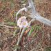 Cheryl Bouchard - Facebook