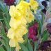 Cheryl Boudreau - Facebook