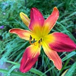 Cheryl Boudreau Lamontagne - @cherylboudreaulamontagne - Instagram