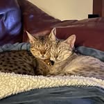 Cheryl Bowie - @ceebee3010 - Instagram