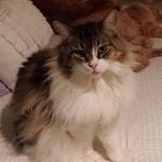 Cheryl Bowling - @cheryl.bowling - Instagram