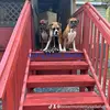 BoxermomCheryl - @cherylboxermom - TikTok