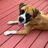 Cherylboxermom - @boxermomlettysadiehank - TikTok
