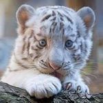 Cheryl Boyer - @cheryl.boyer - Instagram