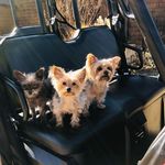 Cheryl Bratcher - @cbrat62 - Instagram