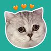 Cat QiuQiu - @cherylbravo0 - TikTok