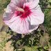 Cheryl Brewer - Facebook