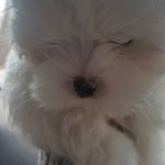 Cheryl Brewer - @cherylbrewer23 - Instagram