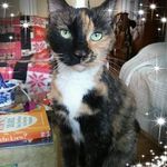 Cheryl Brill - @kittinip - Instagram