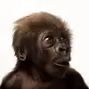 Cheryl Broad - @cheryl.broad95 - TikTok