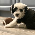 Cheryl Bryan - @ca_minis - Instagram