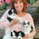 Cheryl Bryan CaMinis.com - @camagnificentminisheepadoodles - Instagram
