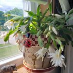 Cheryl Burdick - @tractorjoc2 - Instagram