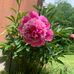Cheryl Burnside - Facebook
