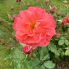 Cheryl.Cantu - @cherylcantuwdctvtx - TikTok