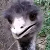 Cheryl Carroll277 - @cherylcarroll277 - TikTok