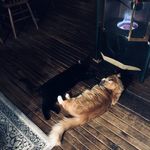 Cheryl Carroll - @cherylcarroll1553 - Instagram