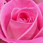 Cheryl Case Yoakum - @yoakumcheryl - Instagram