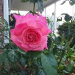 Cheryl Chandler - @cheryl.chandler.7374 - Instagram