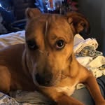 Cheryl Chandler - @eightlttlkitties - Instagram