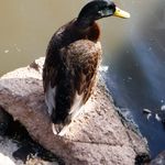 Cheryl Charles - @cherylcharles10yahoocom - Instagram