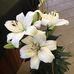 Cheryl Chenoweth - Facebook