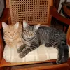 Cheryl Chenowith Hann - @cheryl.chenowith - TikTok