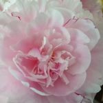 Cheryl Moss Clancy - @ceclancyx - Instagram