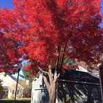 Cheryl Clark Cornish - @cheryl.cornish - Instagram