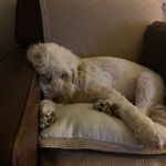 Cheryl Cornish - @cornish8640 - Instagram