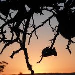 Cheryl Cousins - @cheryl.mulberry.92 - Instagram