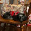 Cheryl Hoke Crabtree - @cheryl.hoke.crabt - TikTok